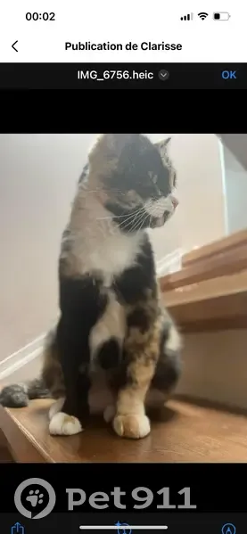 Chatte écaille de tortue disparue à Audincourt - photo