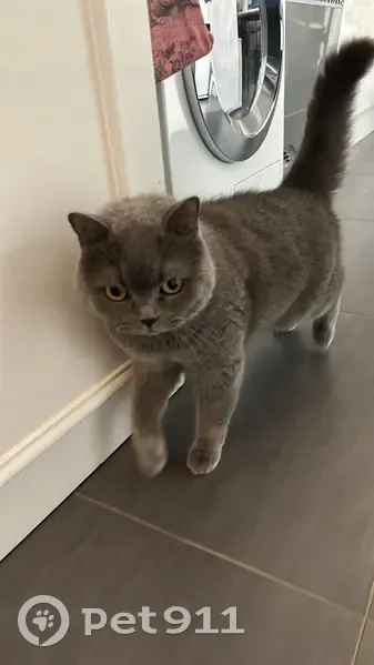 Chat gris disparu, 9 ans, Cherbourg - photo
