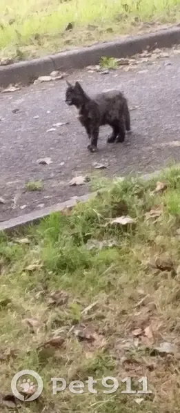 Chaton trouvé rue Ferdinand Piriou - photo