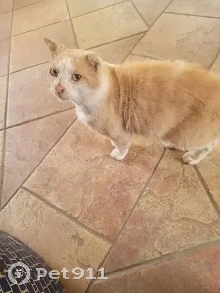 Chat perdu : Vadrouille, Bouguenais, rue Sencives - photo