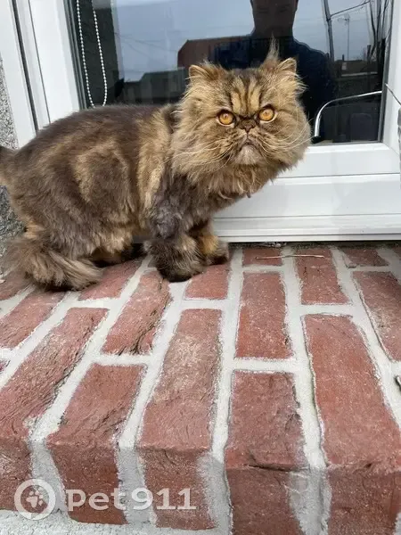 Chat perdu à Masnières, Rue Lain 45 - photo