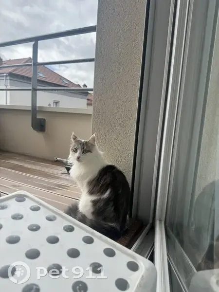 Saphyr, chatte grise et blanche perdue à Firminy - photo