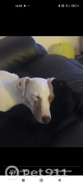 Chien perdu, femelle Jack Russel, Épaignes - photo