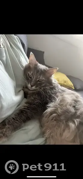 Chatte grise craintive disparue à Montpellier - photo