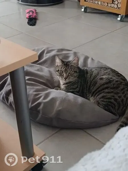 Chatte tigrée disparue à Périgneux - photo