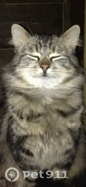 Chat européen mâle disparu à Chemin-d'Aisey - photo