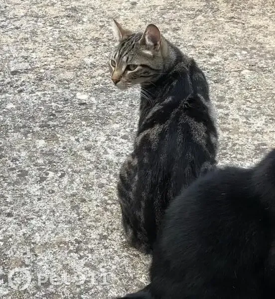 Chat tigré noir et gris disparu à Savigny - photo