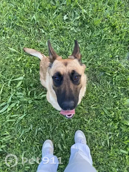 Chien perdu: Malinois femelle, Montélimar - photo