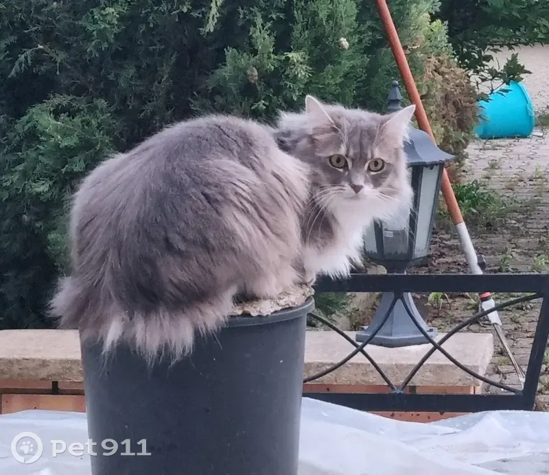 Chatte grise et blanche perdue à Effiat - photo