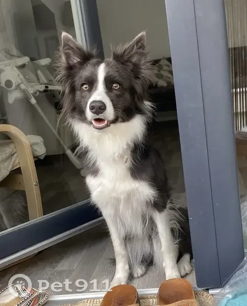 Border collie perdue à Verrie, contactez 0610072057 - photo