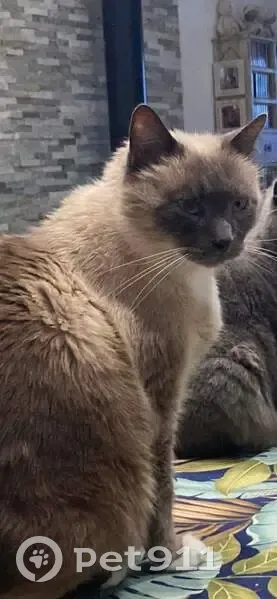 Chat perdu : Roméo, mâle castré, puce, Saintes - photo