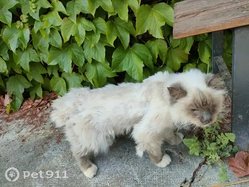 Chat retrouvé maigre et âgé, tatouage illisible - photo