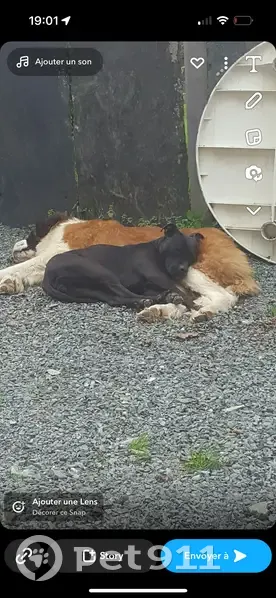Chien perdu à La Boissière : St Bernard Louna - photo