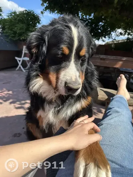 Chien bouvier bernois perdu à Malissard - photo