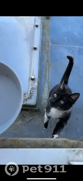 Chat disparu à Tourcoing, secteur Phalempin - photo
