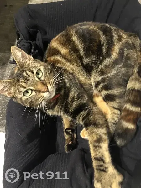 Scarlette, chatte 4 ans perdue à Bordeaux - photo