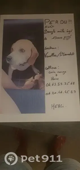 Beagle perdu à Venelles, affaibli et malade - photo