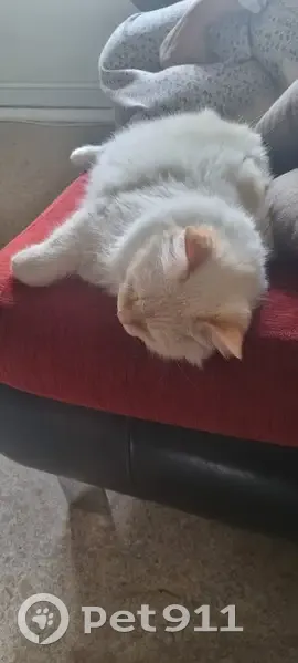 Chat perdu : Guneş, Angora turc blanc, Bonneville - photo