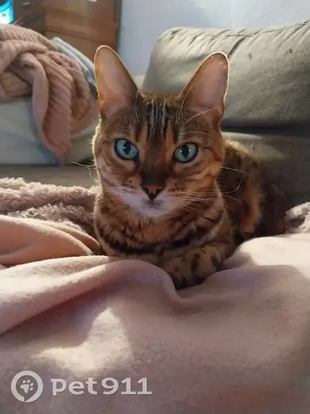 Chatte Bengale 13 ans disparue à Frontignan - photo