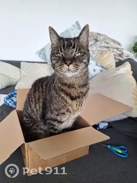 Chat Néo, 17 ans, perdu à Querqueville - photo