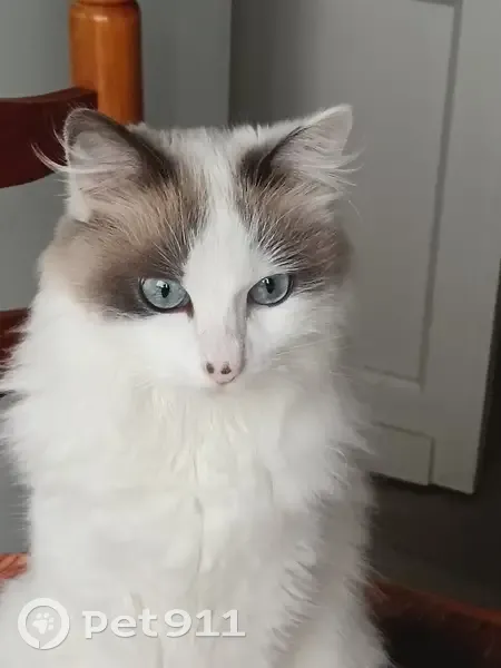 Chat de 3 ans perdu à Pessac, rue Gallieni - photo
