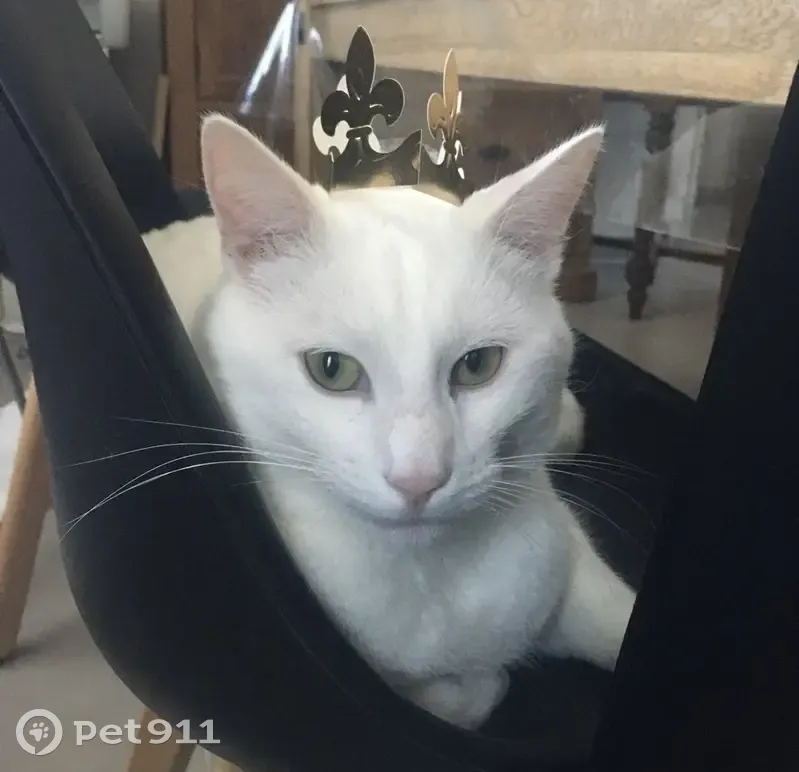 Chat blanc disparu à Ranville, 8,7kg, pucé - photo