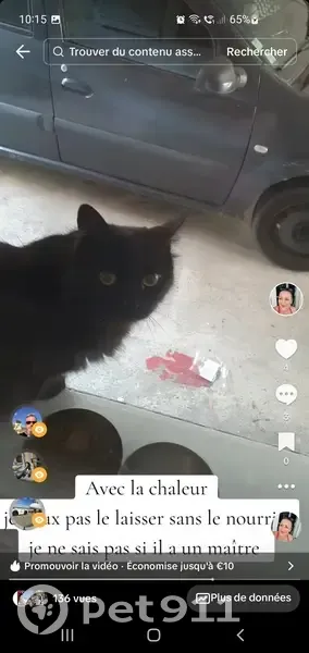 Chat noir trouvé à Nîmes, yeux verts, tâches blanches - photo