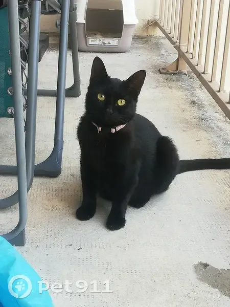 Chatte noire perdue à Metz, collier rose - photo