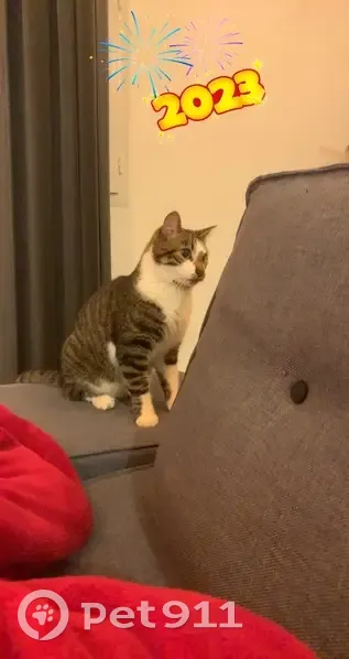 Chat tigré Pepito perdu à Plouégat-Guérand - photo