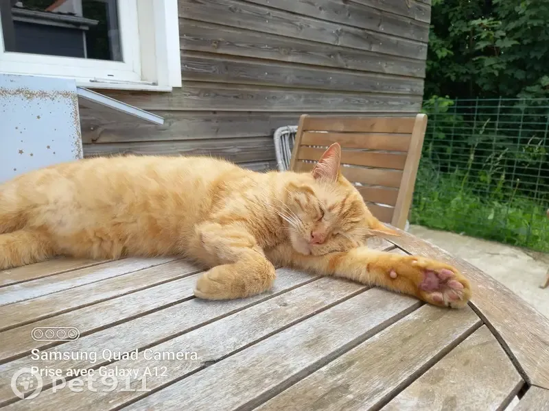 Chat roux tigré perdu à Frelinghien - photo