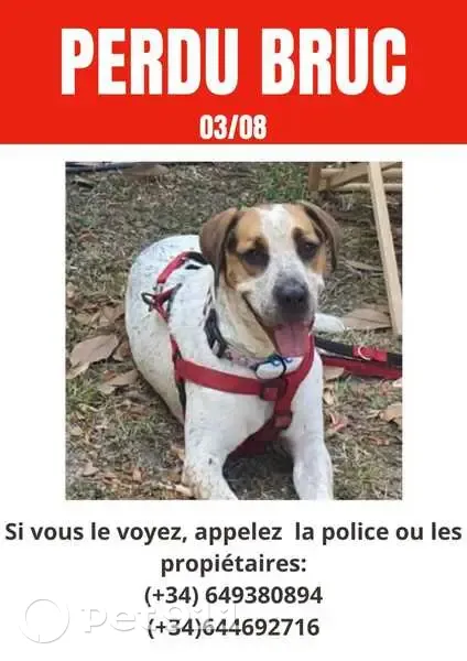 Chien perdu à Leucate Plage le 3 août - photo