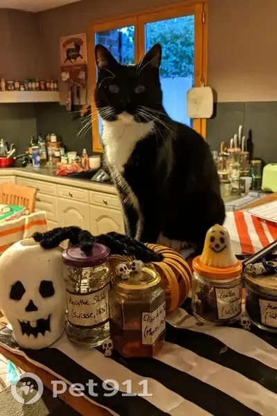 Chatte noire et blanche perdue à Sainghin - photo