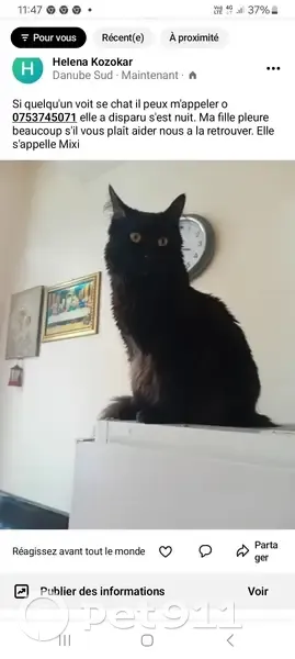 Chatte noire Mixi disparue, 2 ans, rue Emile Augier - photo