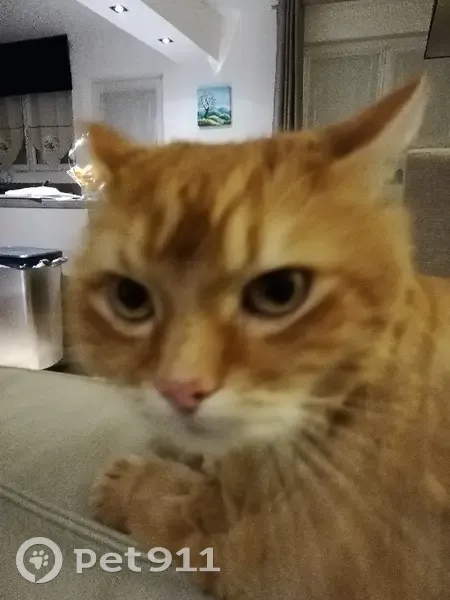 Chat roux de 12 ans perdu à Arras, Rue Jussieu - photo