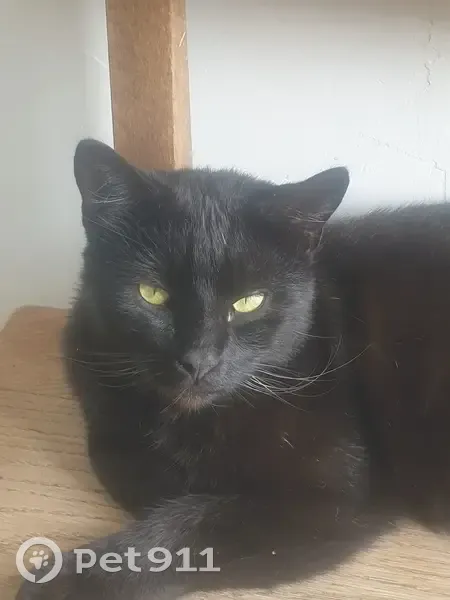 Chat noir mâle non castré trouvé à Pont-Saint-Pierre - photo