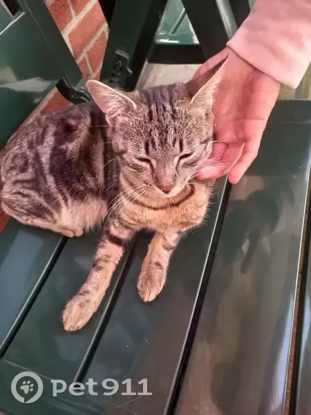 Chaton tigré mâle trouvé à Denain - photo