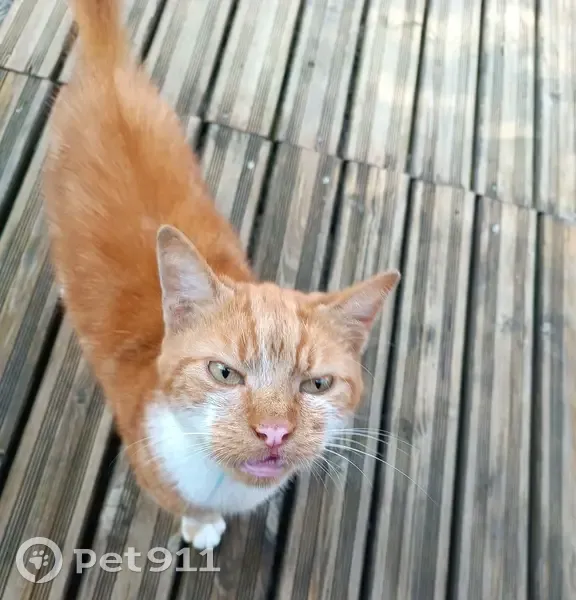 Chat roux et blanc trouvé à Richebourg - photo