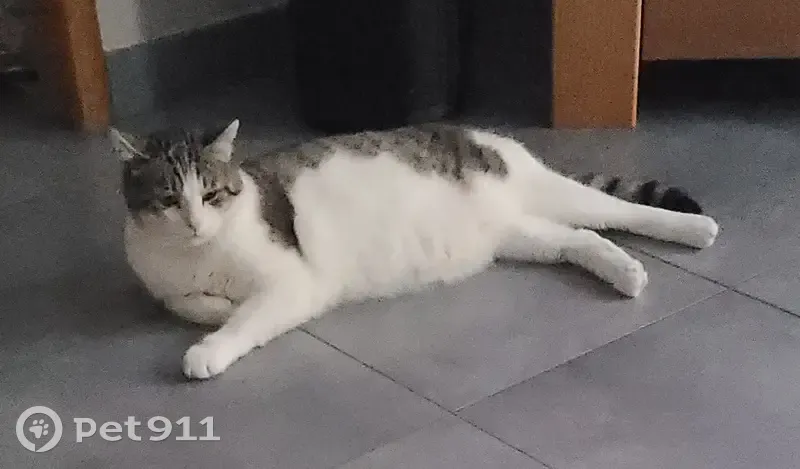 Chat perdu, mâle castré et pucé à Abbevillers - photo
