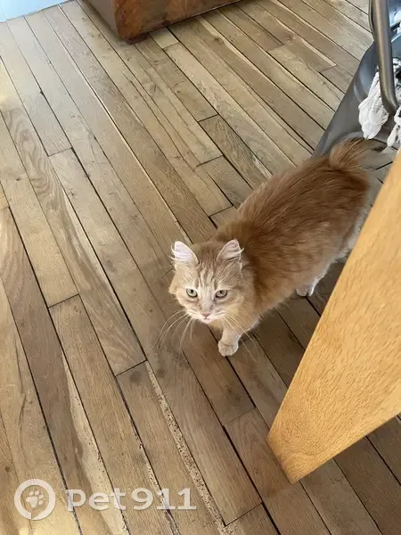 Chat roux à poils longs trouvé à Clamart - photo