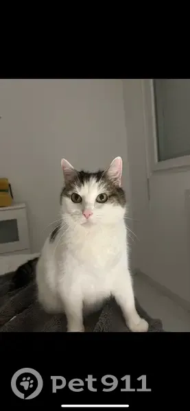 Chat perdu à Aulnay-sous-Bois, Bella, mâle - photo