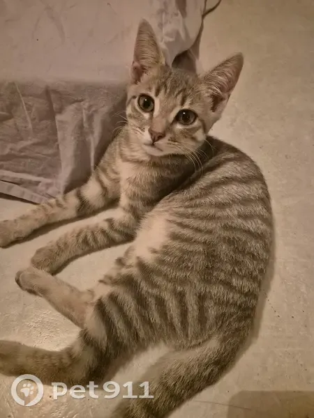 Chat trouvé à Bobigny, bd Maurice Thorez - photo