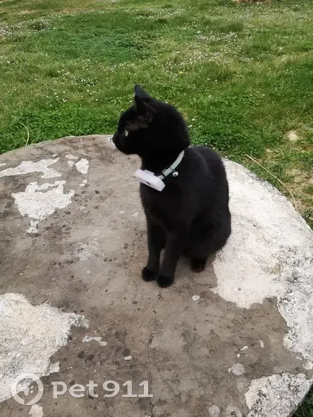 Chat noir très sociable perdu à Gramat - photo