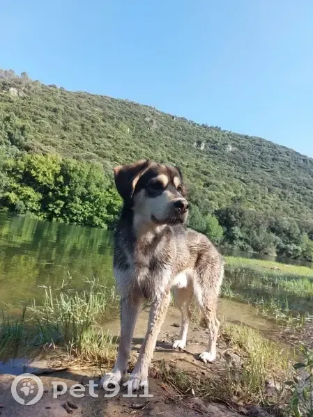 Chien perdu: Hermès, L'Isle-sur-la-Sorgue - photo