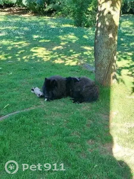 Chiot Eurasier perdu à Orée-d'Anjou - photo