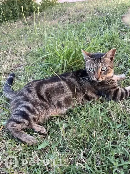 Chat tigré Calinou perdu, collier rouge - photo
