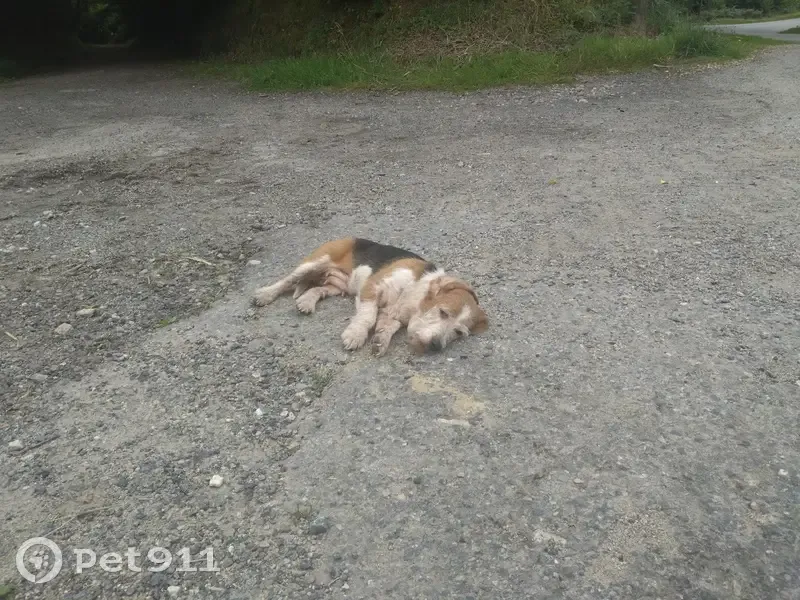 Chien trouvé sur D229 à Plougar - photo
