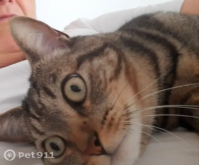 Chat tigré mâle perdu à Binic-Étables - photo