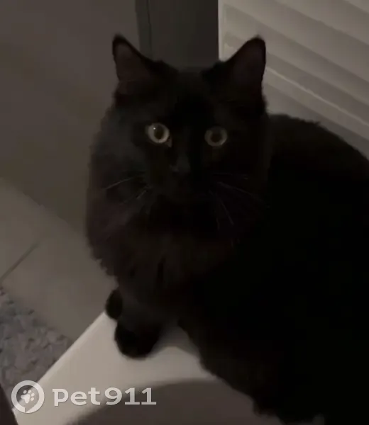 Chatte noire perdue, Route de Léguevin, Pibrac - photo