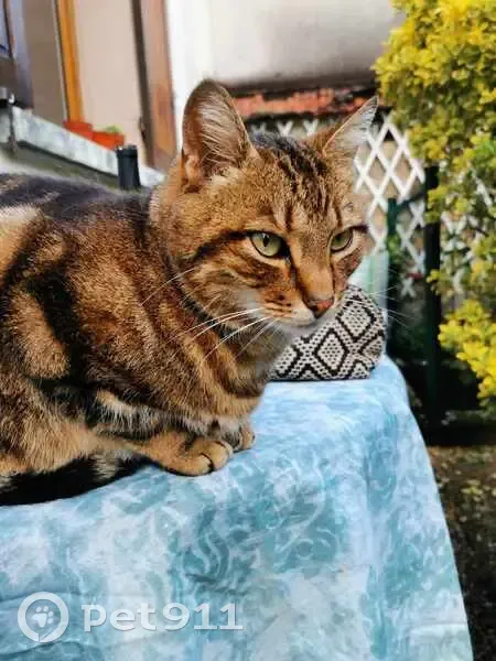 Chat européen perdu, cicatrice oreille, 8 ans - photo