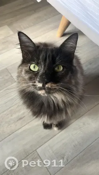 Chat perdu : Kiara, écaille de tortue, Meaux - photo